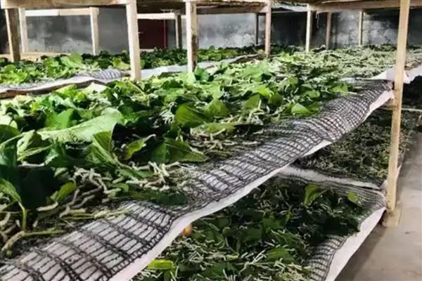 蚕可以吃什么食物，不同种类的蚕吃的东西不同