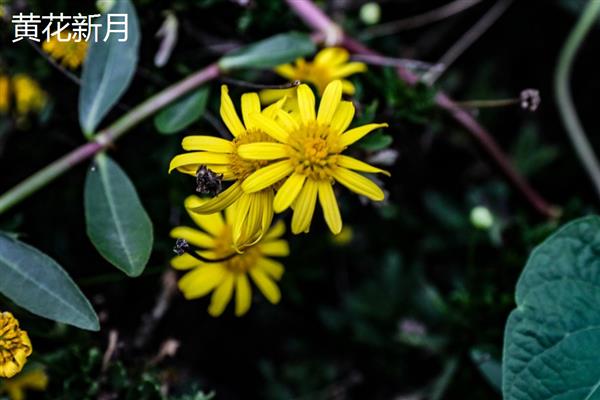 黄花新月和紫玄月的区别是什么，是同一品种