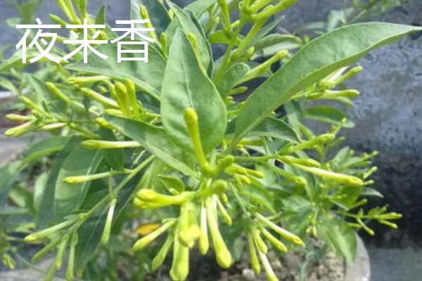 适合在室内养殖的驱蚊植物，常见的有夜来香和薰衣草等