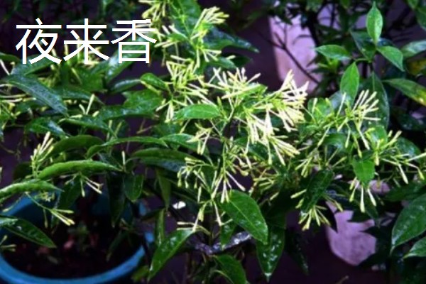 适合在室内养殖的驱蚊植物，常见的有夜来香和薰衣草等