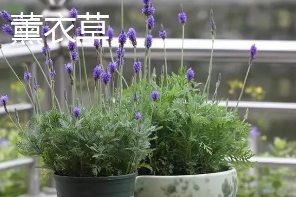 适合在室内养殖的驱蚊植物，常见的有夜来香和薰衣草等