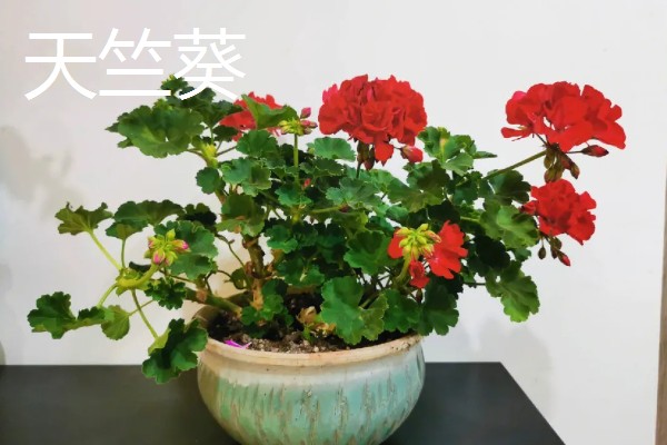 适合在室内养殖的驱蚊植物，常见的有夜来香和薰衣草等