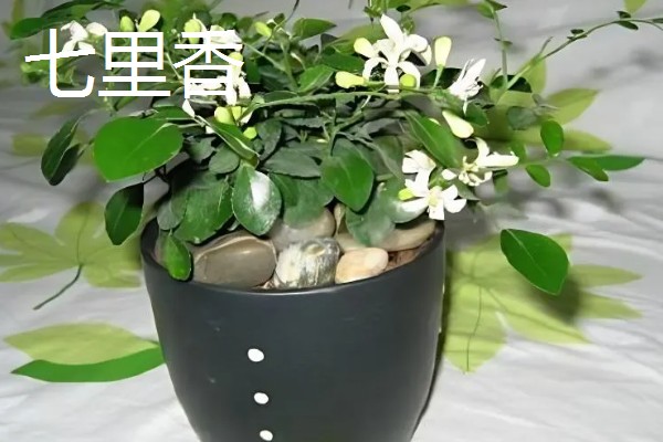 适合在室内养殖的驱蚊植物，常见的有夜来香和薰衣草等