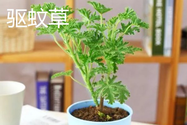 适合在室内养殖的驱蚊植物，常见的有夜来香和薰衣草等
