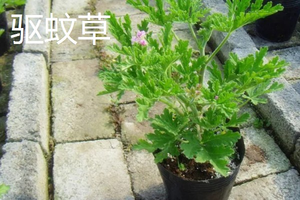 适合在室内养殖的驱蚊植物，常见的有夜来香和薰衣草等