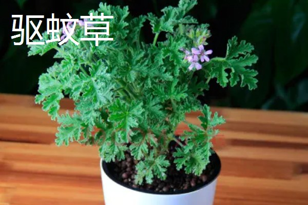 适合在室内养殖的驱蚊植物，常见的有夜来香和薰衣草等