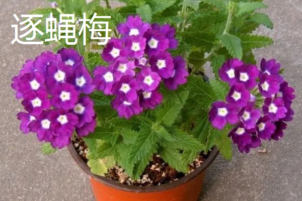适合在室内养殖的驱蚊植物，常见的有夜来香和薰衣草等