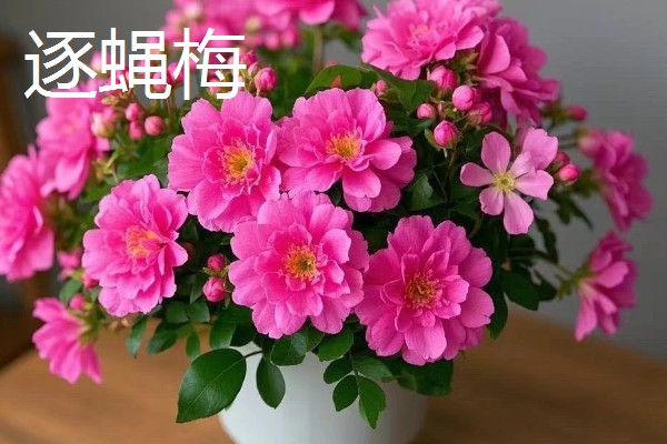 适合在室内养殖的驱蚊植物，常见的有夜来香和薰衣草等