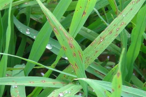 水稻稻瘟病的发生时间，在三叶前、叶至成株期等