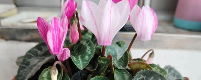 仙客来倒伏如何解决，需移换环境