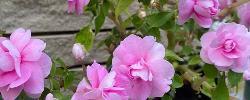 非洲重瓣凤仙花能不能过冬，养护得当可以安全过冬