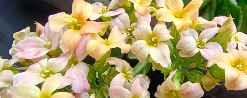 长寿花的养殖方式，等盆土干透再浇水