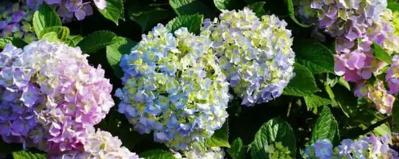 绣球花是多年生还是一年生植物，是多年生植物
