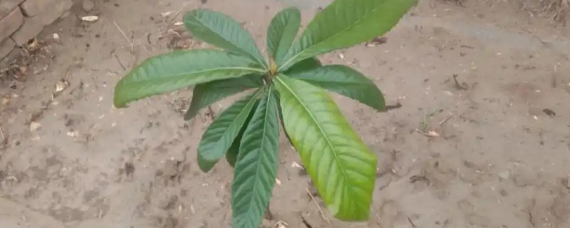 枇杷树如何种植，播种前需浸种处理