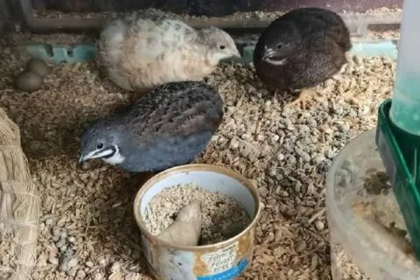 芦丁鸡不下蛋是什么原因，可能是环境改变或温度改变所致