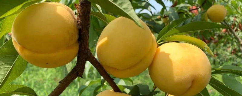 黄桃里面有虫的原因，大多是果蝇