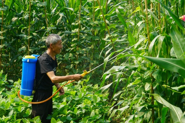 烟嘧莠去津有封地作用吗，可以封闭土壤