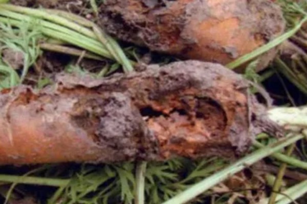 胡萝卜黑腐病的地区分布,我国山西、河北、内蒙古等地均可发生