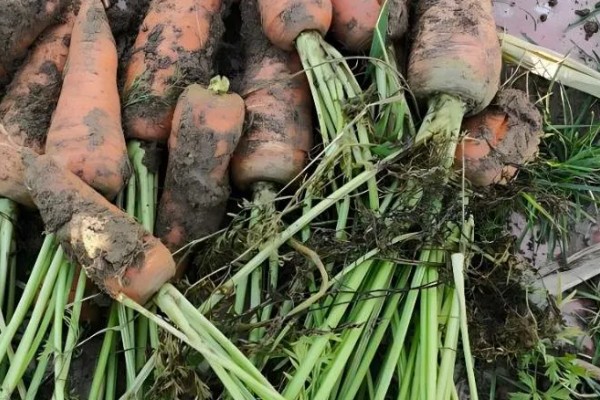 胡萝卜黑腐病的地区分布,我国山西、河北、内蒙古等地均可发生