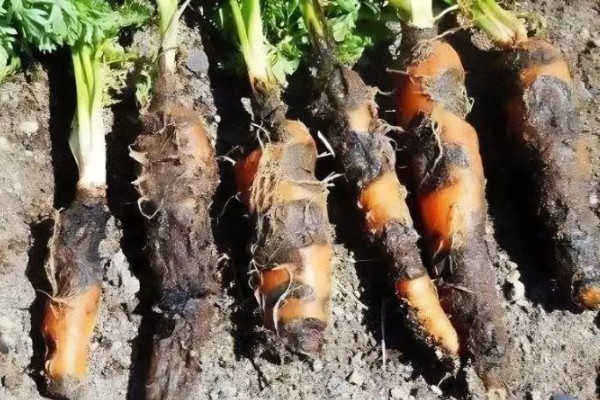 胡萝卜黑腐病的地区分布,我国山西、河北、内蒙古等地均可发生