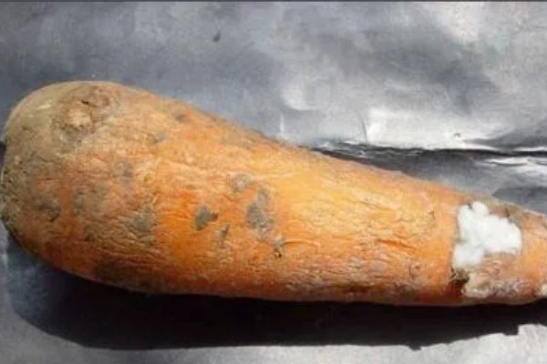 胡萝卜黑腐病的地区分布,我国山西、河北、内蒙古等地均可发生