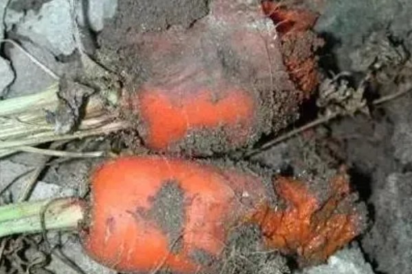 胡萝卜黑腐病的地区分布,我国山西、河北、内蒙古等地均可发生