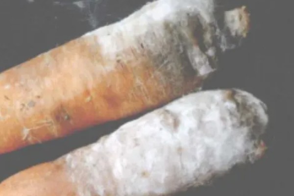 胡萝卜黑腐病的地区分布,我国山西、河北、内蒙古等地均可发生