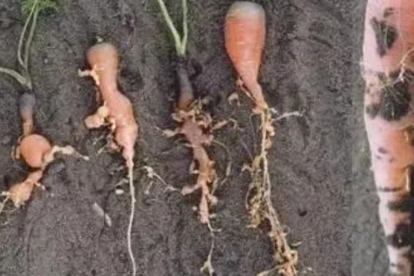 胡萝卜黑腐病的地区分布,我国山西、河北、内蒙古等地均可发生