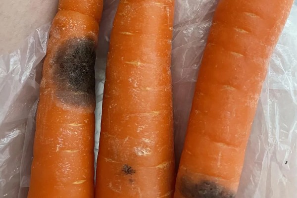 胡萝卜黑腐病的地区分布,我国山西、河北、内蒙古等地均可发生