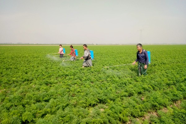 胡萝卜黑腐病的地区分布,我国山西、河北、内蒙古等地均可发生