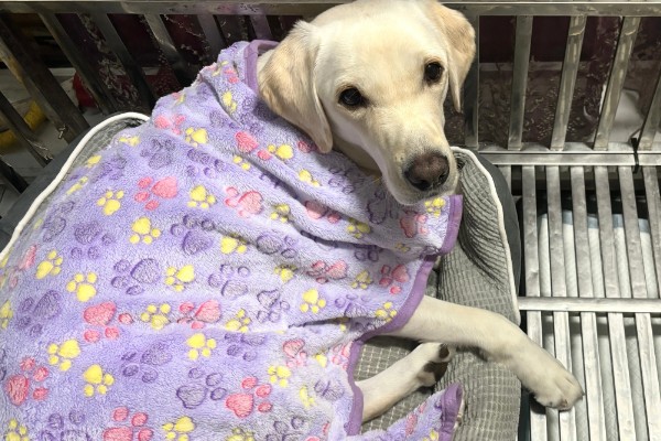 狗狗冬天会不会感觉到冷,要根据品种而定