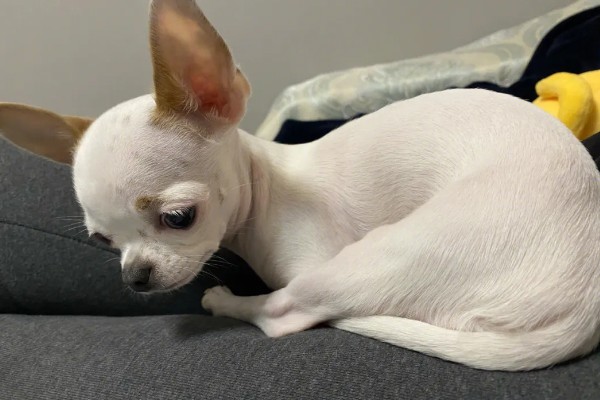 狗狗冬天会不会感觉到冷,要根据品种而定