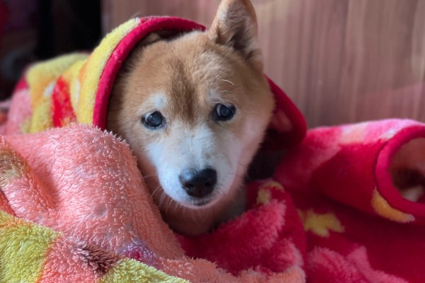 狗狗冬天会不会感觉到冷,要根据品种而定