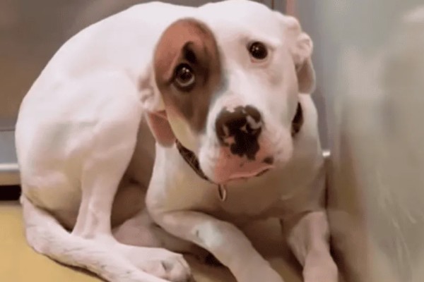 狗狗冬天会不会感觉到冷,要根据品种而定