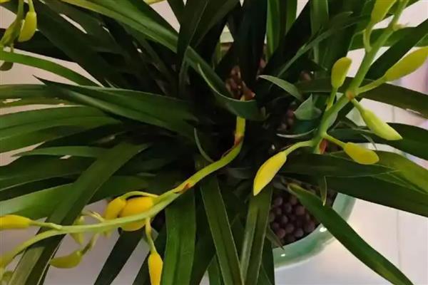 兰花深秋初冬时节的养护方法，一定要做好保暖