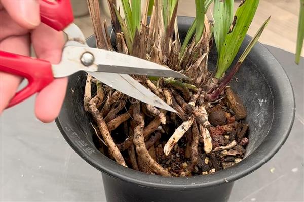 兰花深秋初冬时节的养护方法，一定要做好保暖