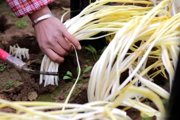 无土蒜黄可以收割几次，通常可以采收2-3茬左右