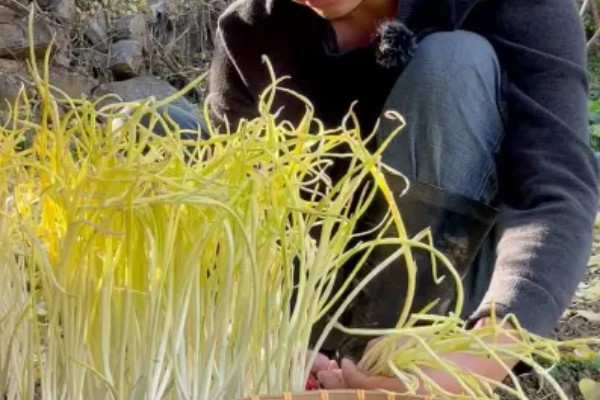 无土蒜黄可以收割几次，通常可以采收2-3茬左右