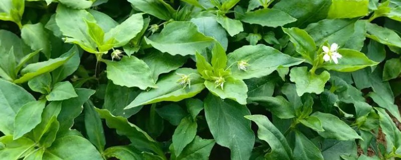 太子参可以施什么肥，长出幼苗之前施用过磷酸钙