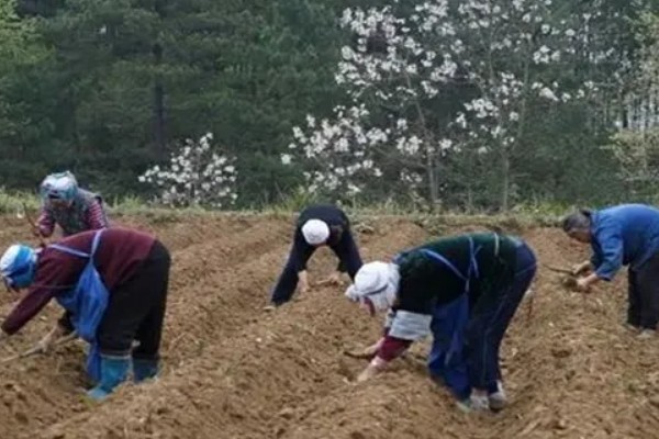 无土蒜黄可以收割几次，通常可以采收2-3茬左右