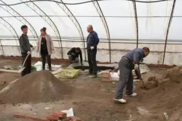 无土蒜黄可以收割几次，通常可以采收2-3茬左右