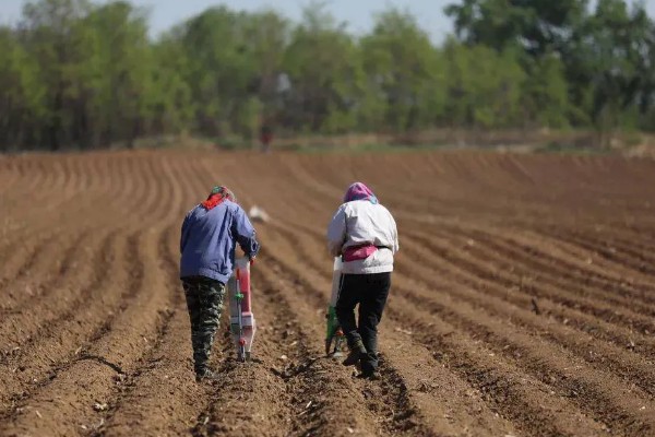 无土蒜黄可以收割几次，通常可以采收2-3茬左右