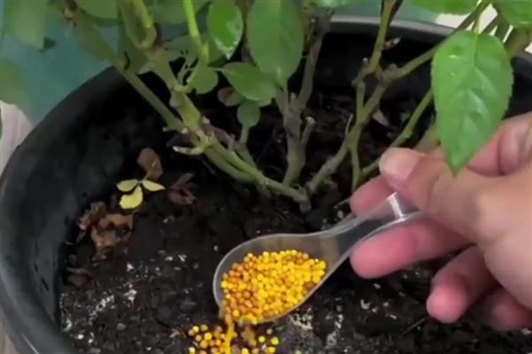 月季白粉病的发生原因,环境变化是主要引发因素