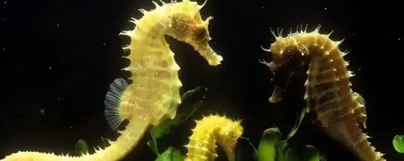 海马雌雄如何快速分辨，可通过个头分辨