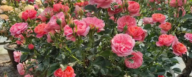 老桩月季的移栽注意事项，可以在冬季进行