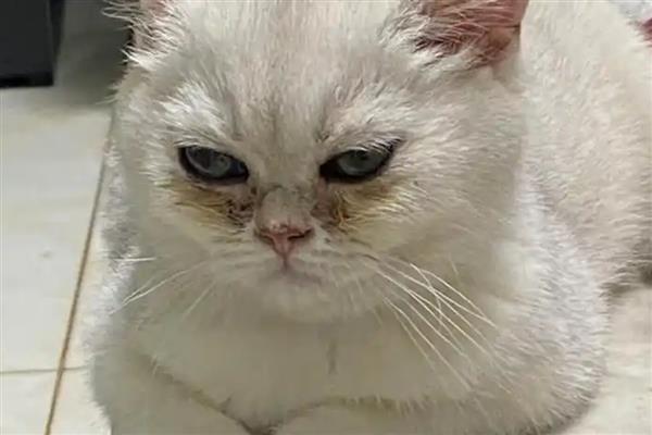 猫咪眼睛眼屎多的原因，可能是每日饮水量过少所致