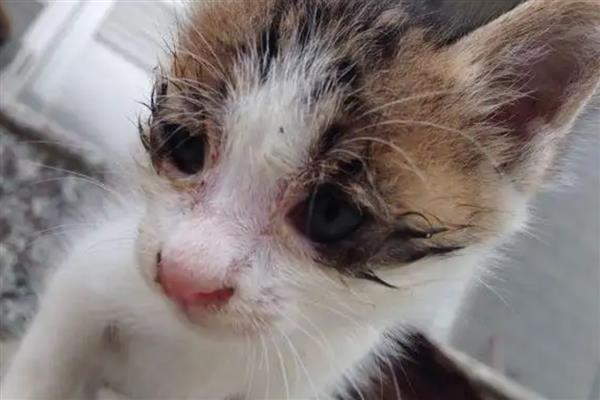 猫咪眼睛眼屎多的原因，可能是每日饮水量过少所致