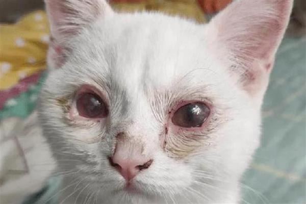 猫咪眼睛眼屎多的原因，可能是每日饮水量过少所致