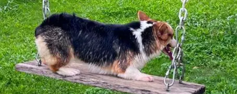 狗狗感冒一直吐怎么处理,应对症治疗