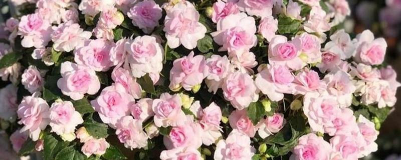 怎么养殖重瓣凤仙花,平时让植株接受全日照